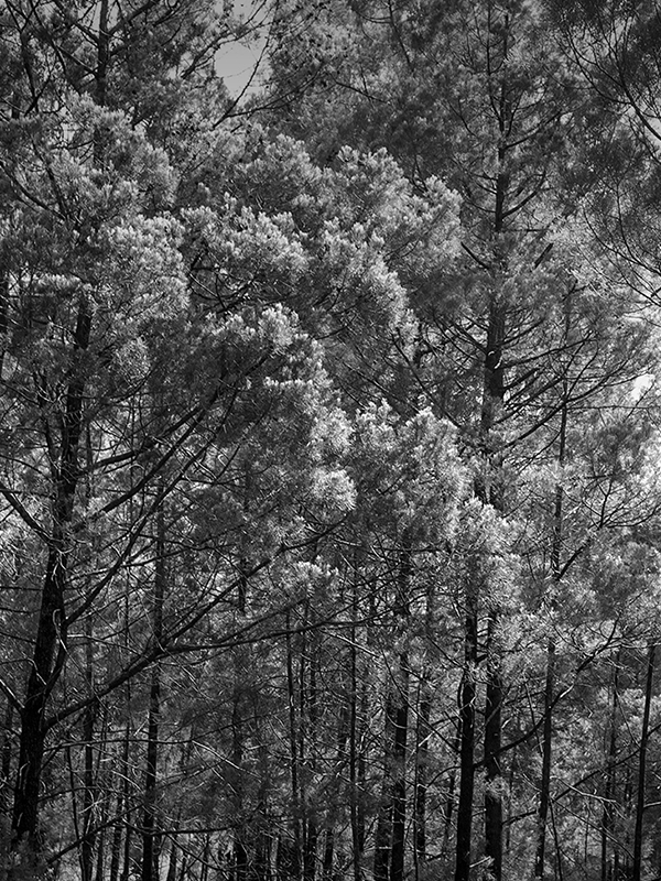 GB03 オーストラリアブルーサイプレス