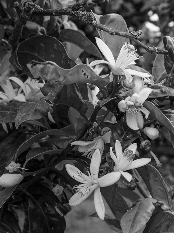 GB02 チュニジアネロリ