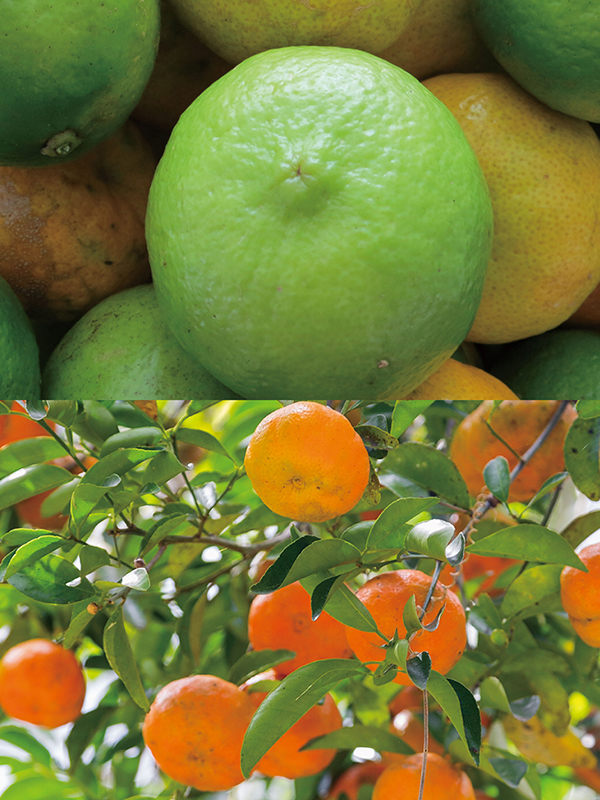 B10 ベルガモットマンダリン