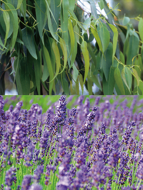 B11 ユーカリラベンダー