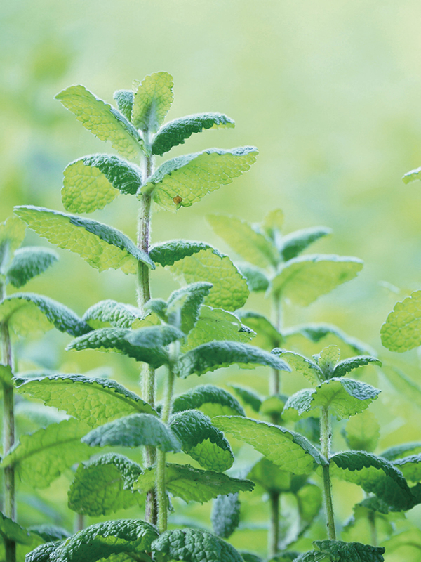 C10 クリアーティートリー