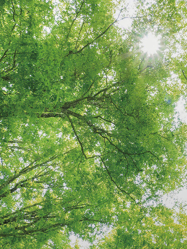 C03 クリーンフォレスト