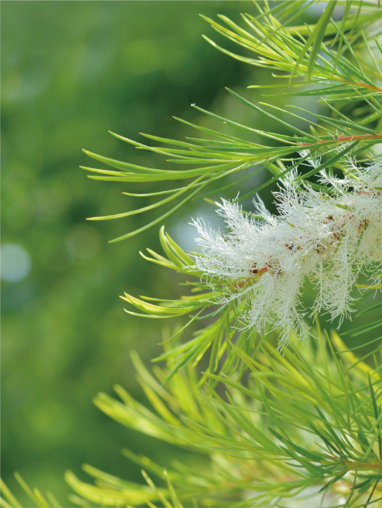 C10 クリアーティートリー