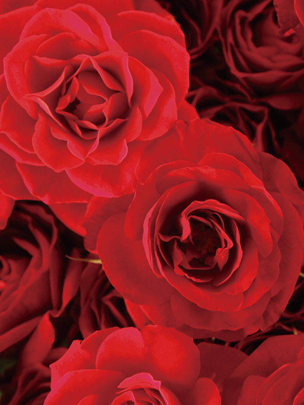 S07 ローズドリーム