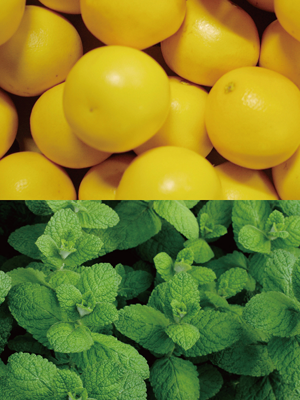 B04 グレープフルーツミント