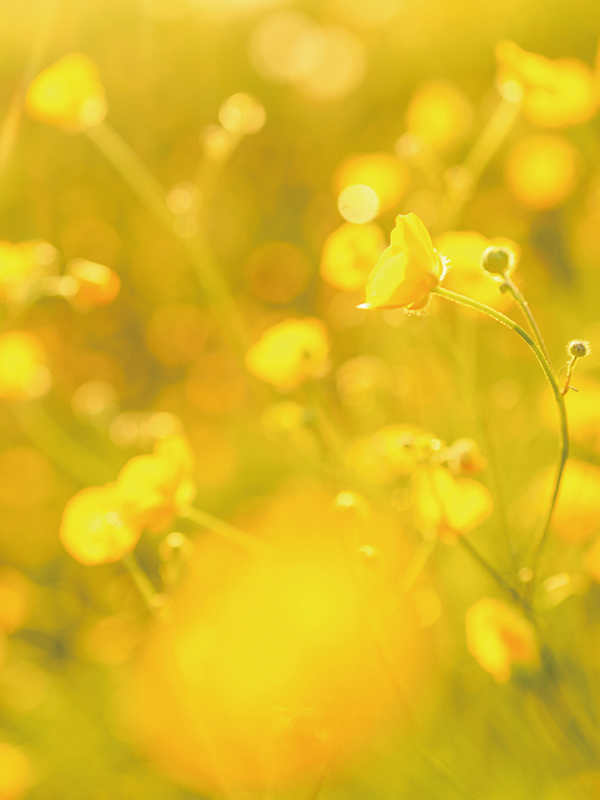 D15 チアフルイエロー