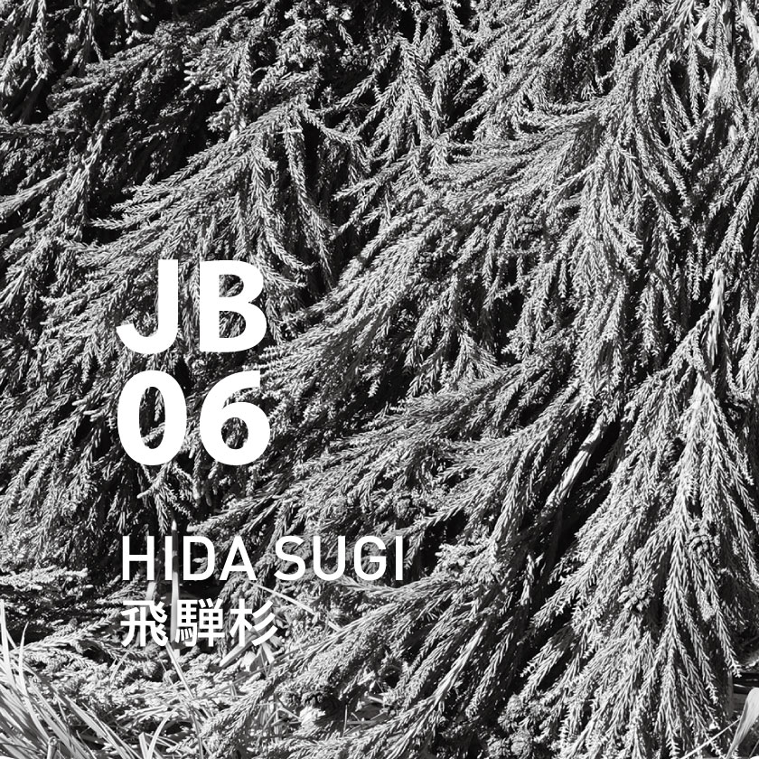 JB06 飛騨杉 10ml