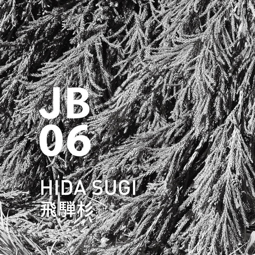 【定期購入・毎月】JB06 飛騨杉 450ml