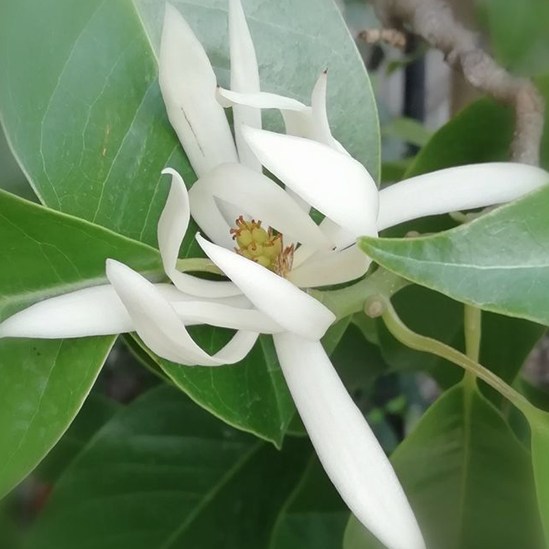 マグノリアの花